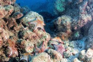 zee sterren in een rif kleurrijk onderwater- landschap foto