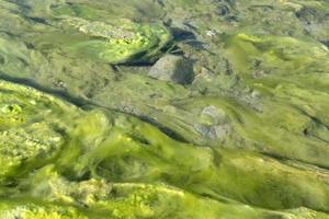 rivier- groen alg detail foto