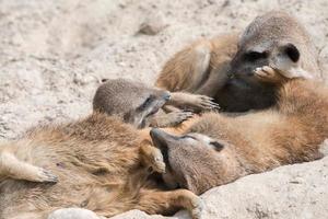 Afrikaanse stokstaartjes op zoek Bij u foto