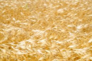 groen tarwe stekels veld- verhuisd door wind foto