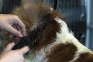 ridder koning hond dichtbij omhoog wezen gekamd foto