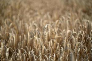 volwassen graan tarwe veld- klaar naar oogst foto