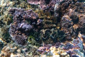 reusachtig tridacna clam in Polynesië foto