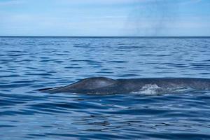 blauw walvis de grootste dier in de wereld staart detail foto