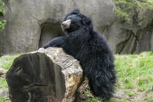 luiaard bears terwijl vechten foto