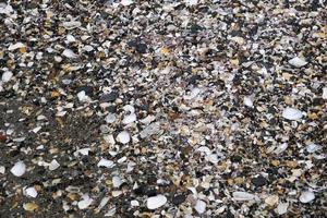 veel verschillend schelpen Aan de strand foto