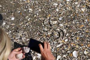 veel verschillend schelpen Aan de strand foto