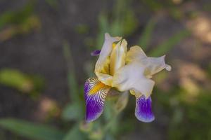 paars bloemen. helder bloemen in de tuin. wilde bloemen met Purper en paars. mooi achtergrond van echt bloemen. foto