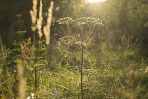 natuur in zomer. planten in park. natuurlijk schoonheid. foto