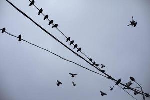 duiven Aan draden. silhouetten van vogelstand tegen lucht. duiven zitten Aan draad in groep. foto