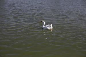 gans Aan vijver. gans in platteland. wit vogel. foto