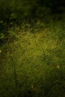 regendruppel Aan pluizig onkruid bloem in de goud licht in de ochtend- foto