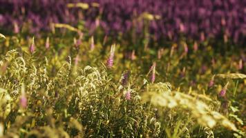 veelkleurig bloeiend zomer weide met rood roze papaver bloemen foto