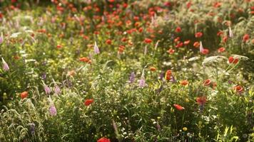 wild bloem tuin met klaprozen met ochtend- zonlicht foto