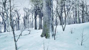 winter landschap in een pijnboom Woud de zon schijnt door de bomen foto