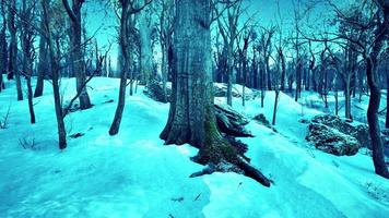 pijnboom bomen gedekt met sneeuw Aan ijzig avond foto