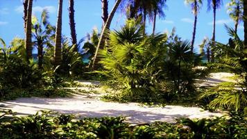 tropisch strand met kokosnoot palm boom foto