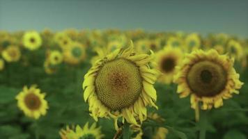 veel felgele grote zonnebloemen in plantagevelden bij avondzonsondergang foto