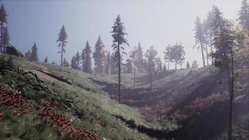 groenblijvend Spar bomen met kegels, pieken van Frans Alpen bergen foto