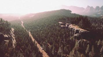 mooi pijnboom bomen Aan achtergrond hoog bergen foto