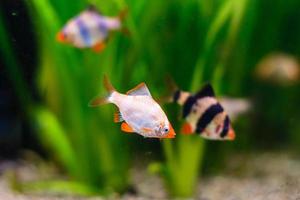 goudvis in zoetwater aquarium met groen mooi geplant tropisch foto