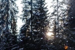 sneeuw net en zon stralen foto