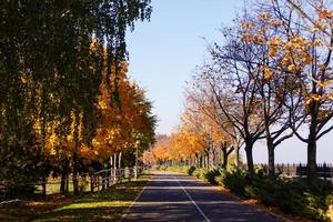 mooi romantisch steeg in een park met kleurrijk bomen en zonlicht. herfst natuurlijk achtergrond foto