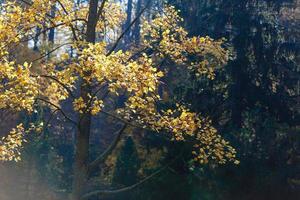 geel boom, herfst achtergrond foto