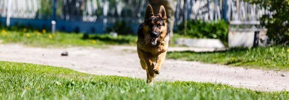 spelen halen met lang haren Duitse herder foto