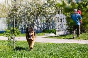 aanbiddelijk Duitse herder hond buitenshuis in zomer foto