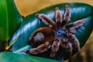 tarantula spin exotisch foto
