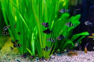 aquarium vis. onderwater- wereld. foto