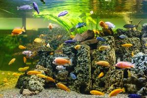 aquarium kleurrijke vissen in donker diepblauw water foto