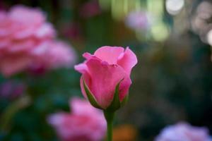 knop van een bloeiend roze roos in de tuin Aan een zomer dag foto