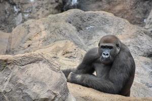 gorilla in de dierentuin foto