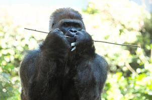 gorilla in de dierentuin foto