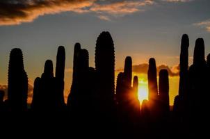 visie van cactus fabriek foto