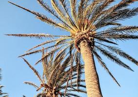 palmbomen bekijken foto