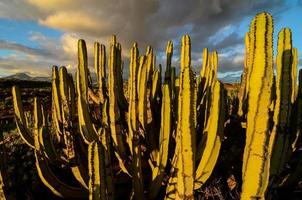 woestijn visie met cactus foto