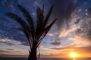 visie van palm boom foto
