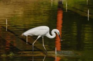 reiger door de water foto