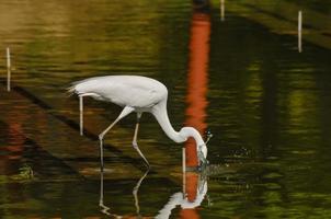 reiger door de water foto