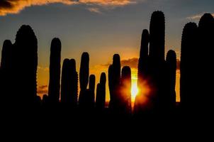 woestijn visie met cactus foto