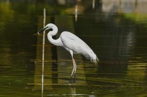 reiger door de water foto