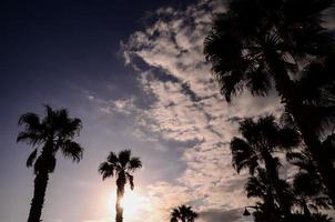 visie van palm bomen foto