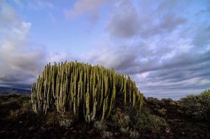 landschap met cactus visie foto