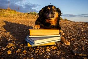 schattig hond met boeken foto