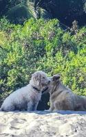 honden kom tot rust Speel in zand Aan strand met palmen Mexico. foto