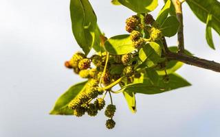 groen caraïben planten palm bomen bloemen bomen Aan kust Mexico. foto