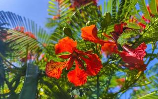 mooie tropische vlamboom rode bloemen flamboyante delonix regia mexico. foto